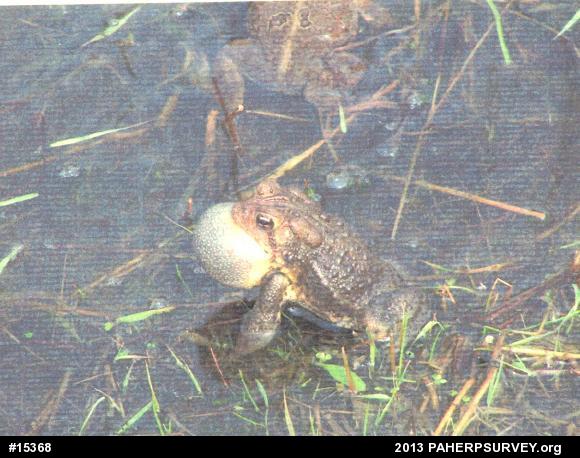 Eastern American Toad