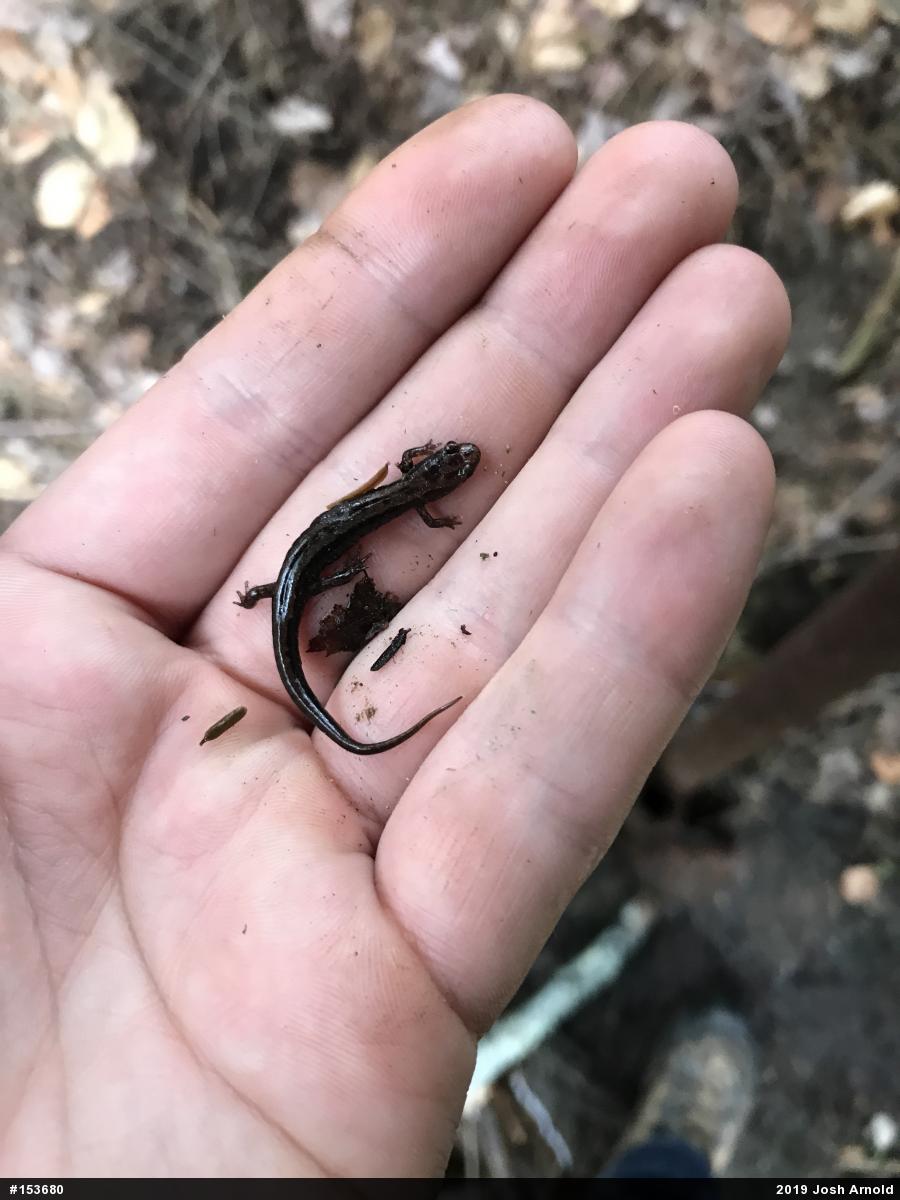 Allegheny Mountain Dusky Salamander