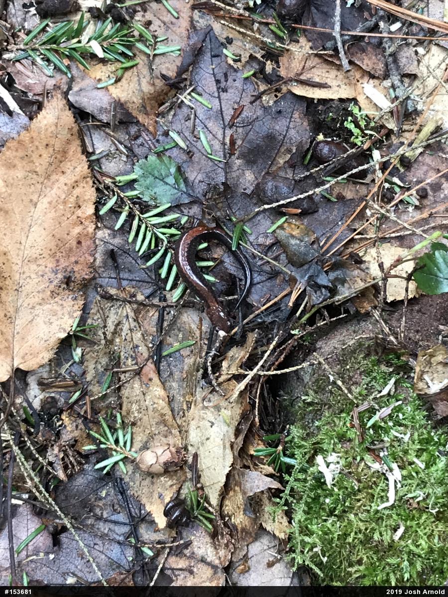 Eastern Red-backed  Salamander