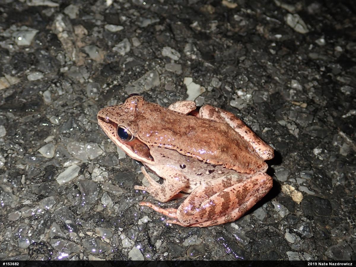 Wood Frog