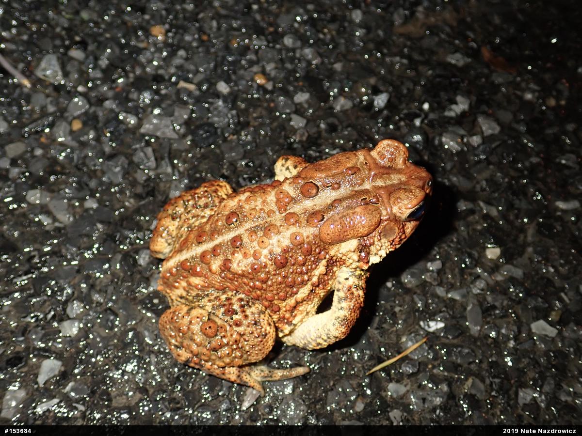 Eastern American Toad