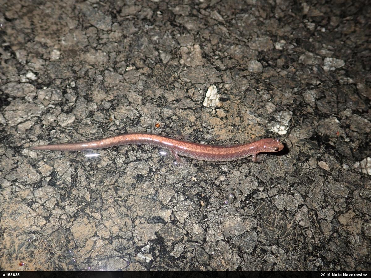 Eastern Red-backed  Salamander