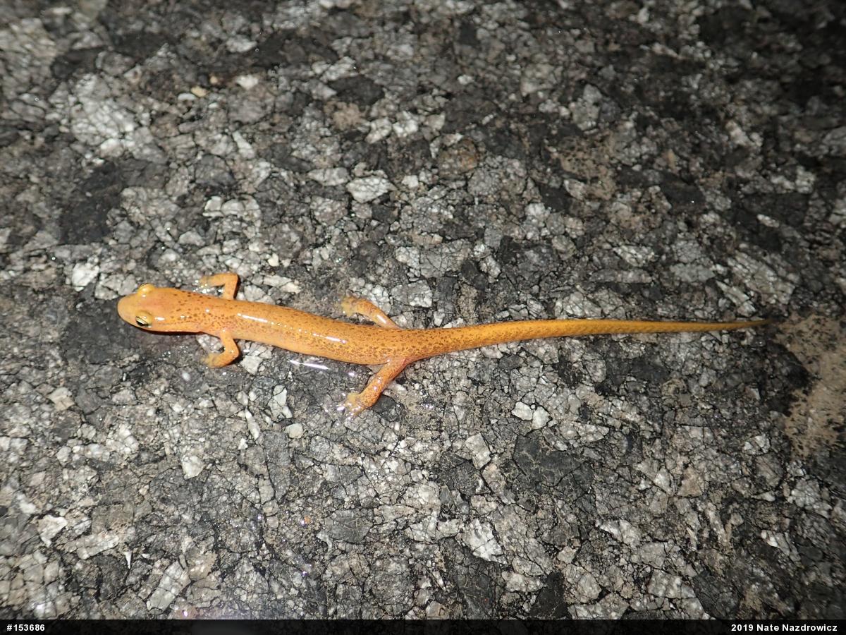 Eastern Long-tailed Salamander