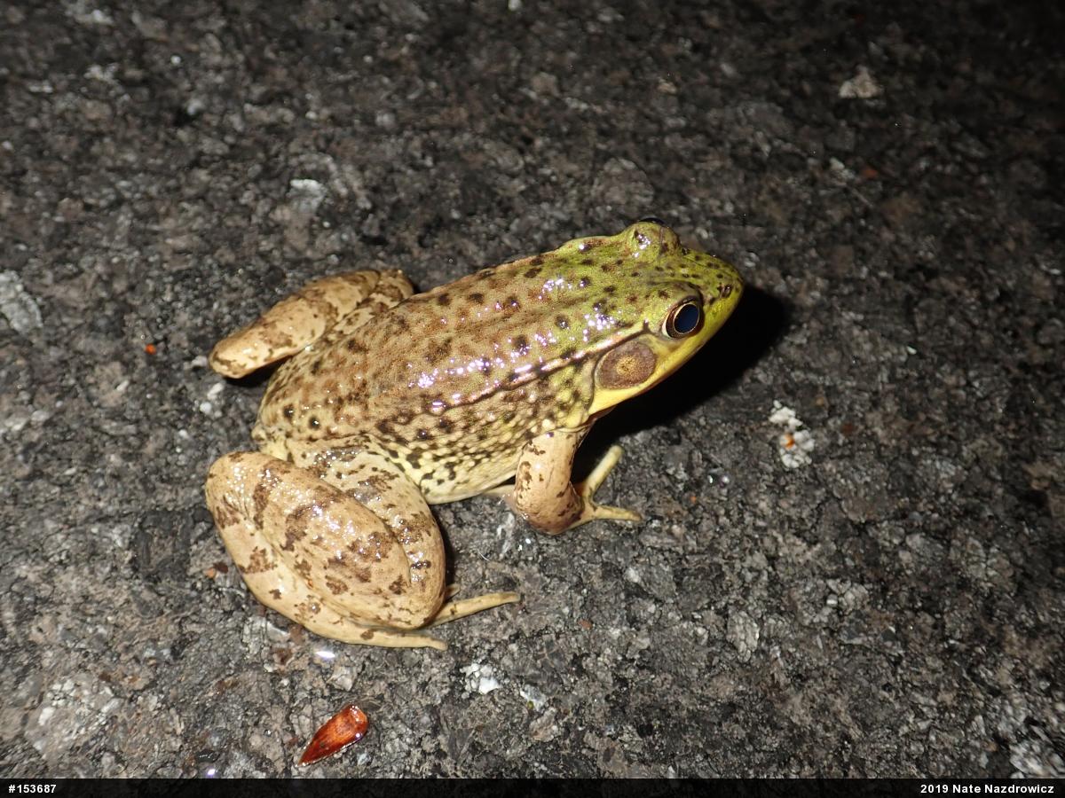 Green Frog