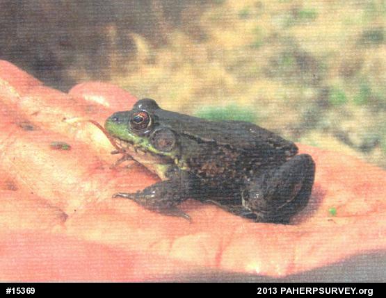 Green Frog