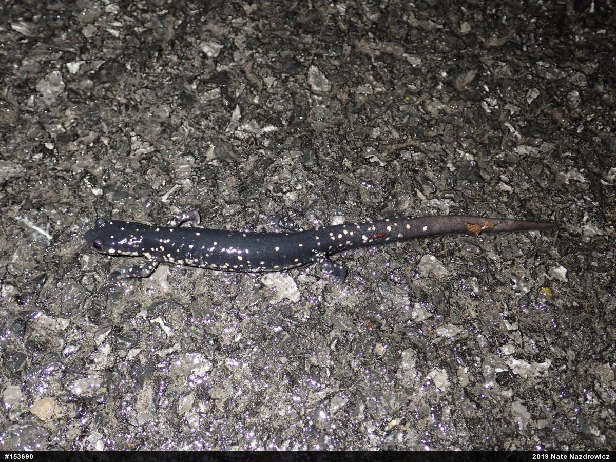 Northern Slimy Salamander