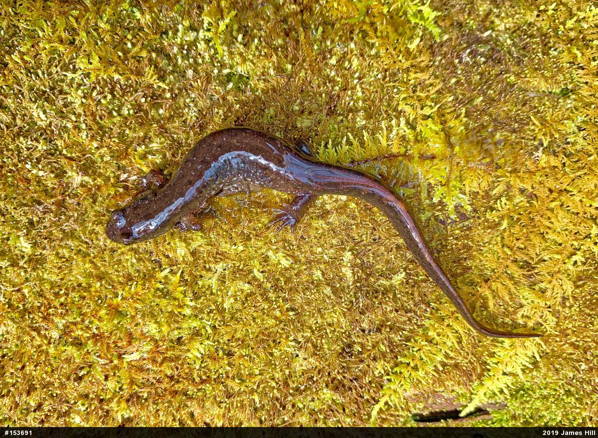 Northern Dusky Salamander