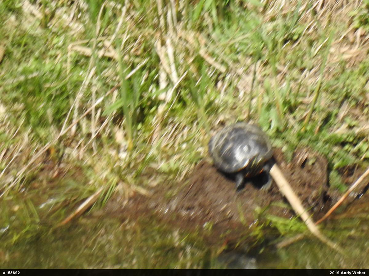 Midland Painted Turtle