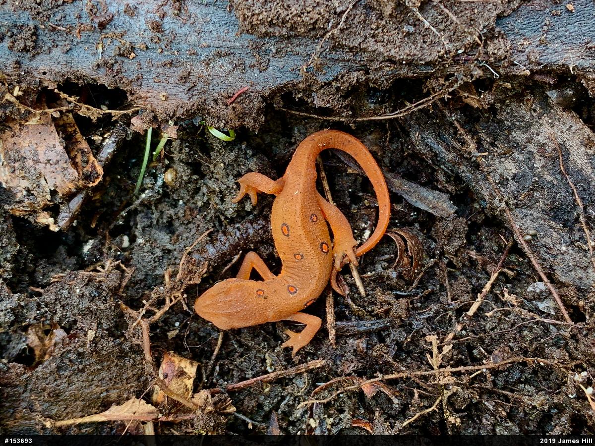 Red-spotted Newt