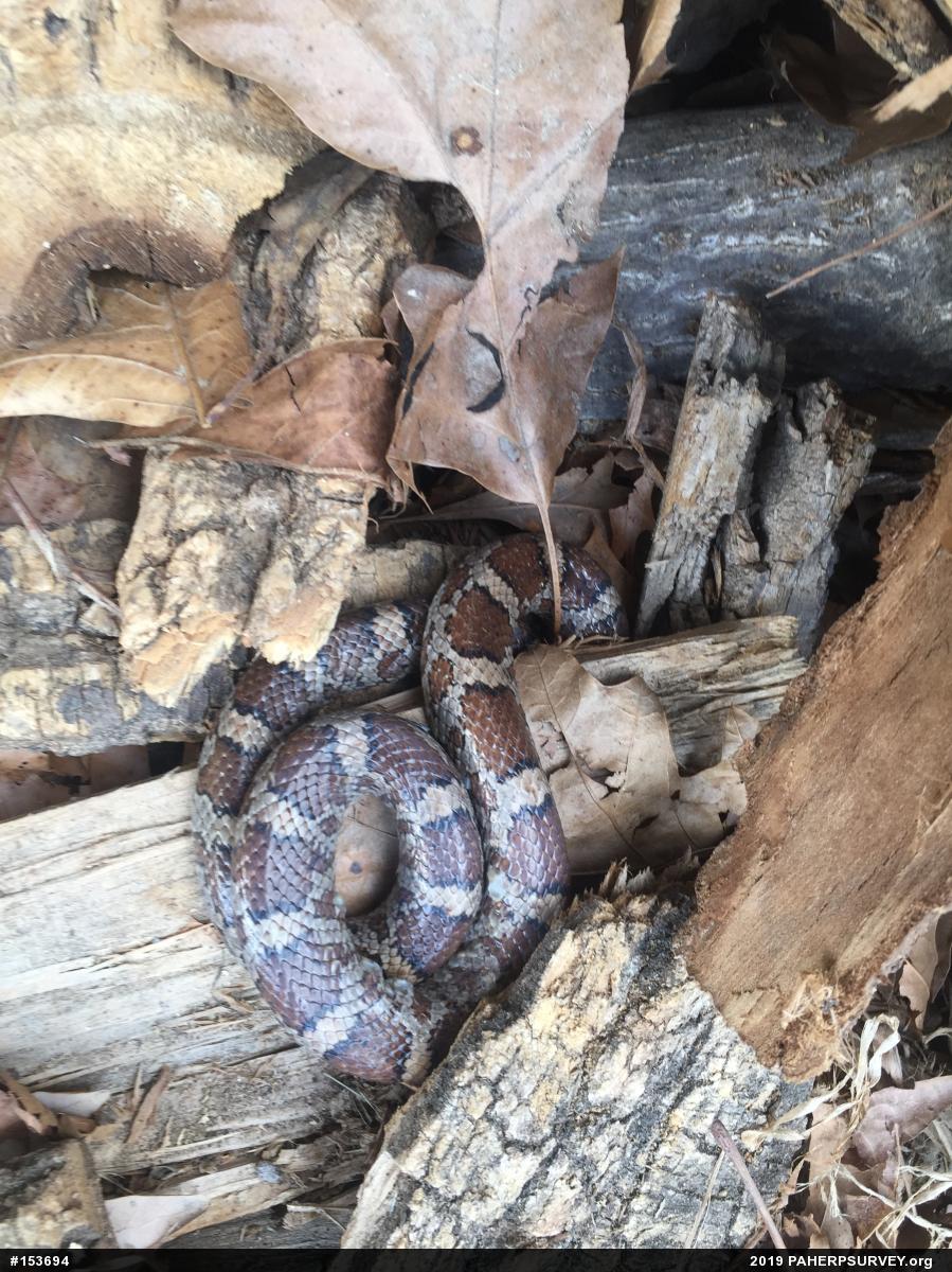 Eastern Milksnake