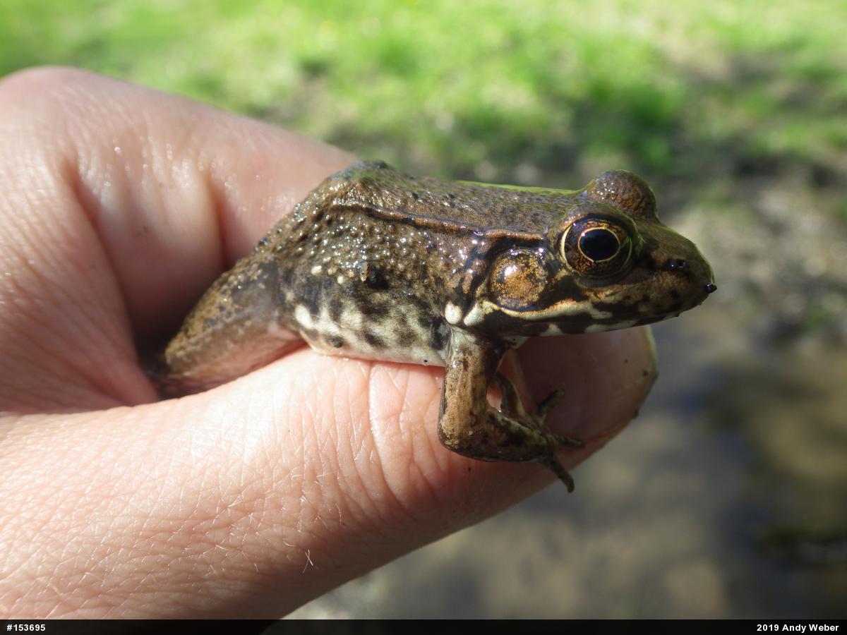 Green Frog