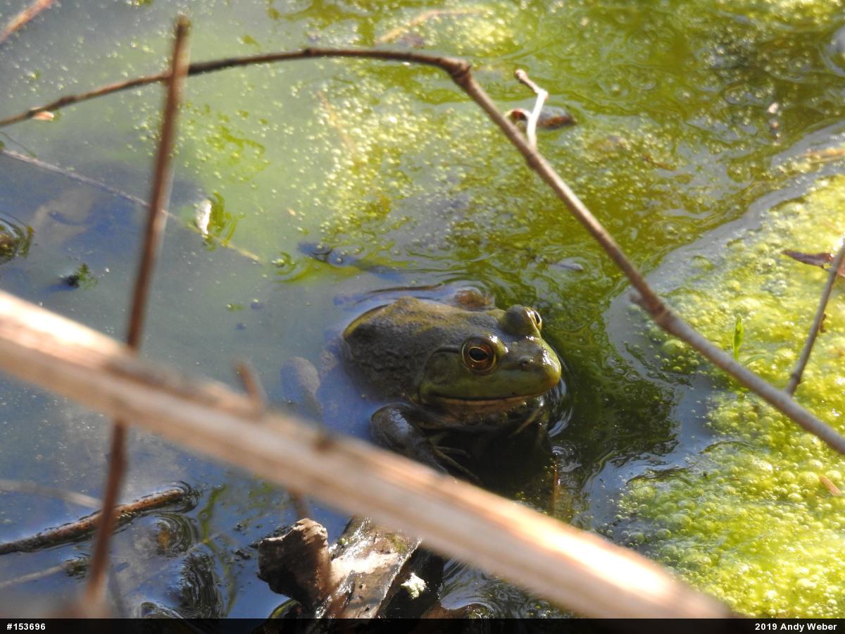 American Bullfrog