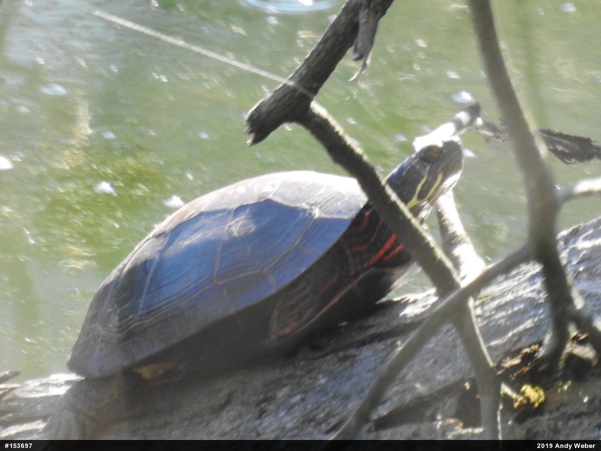 Painted Turtle