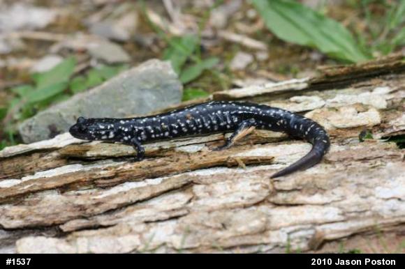 Northern Slimy Salamander