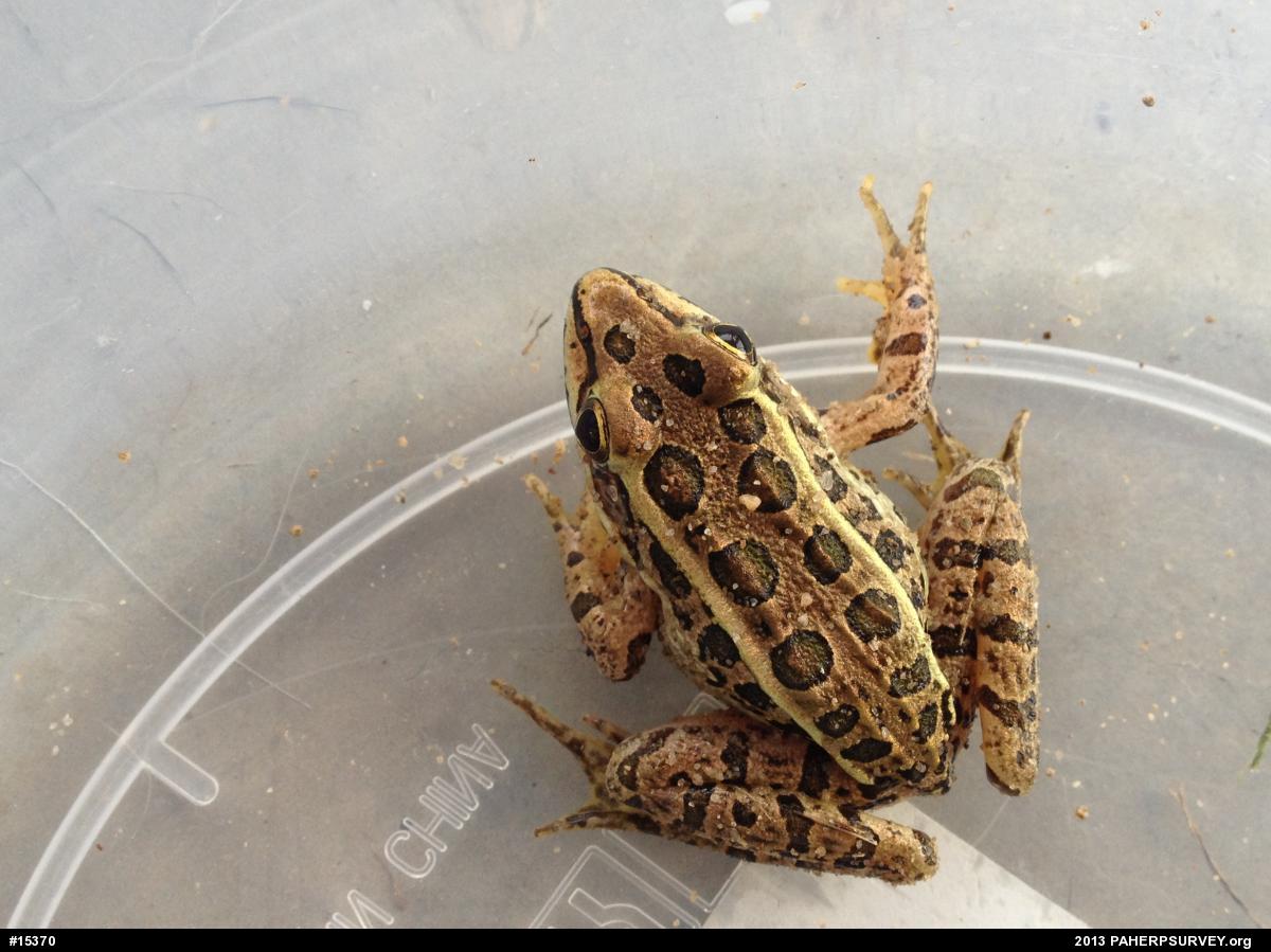 Pickerel Frog