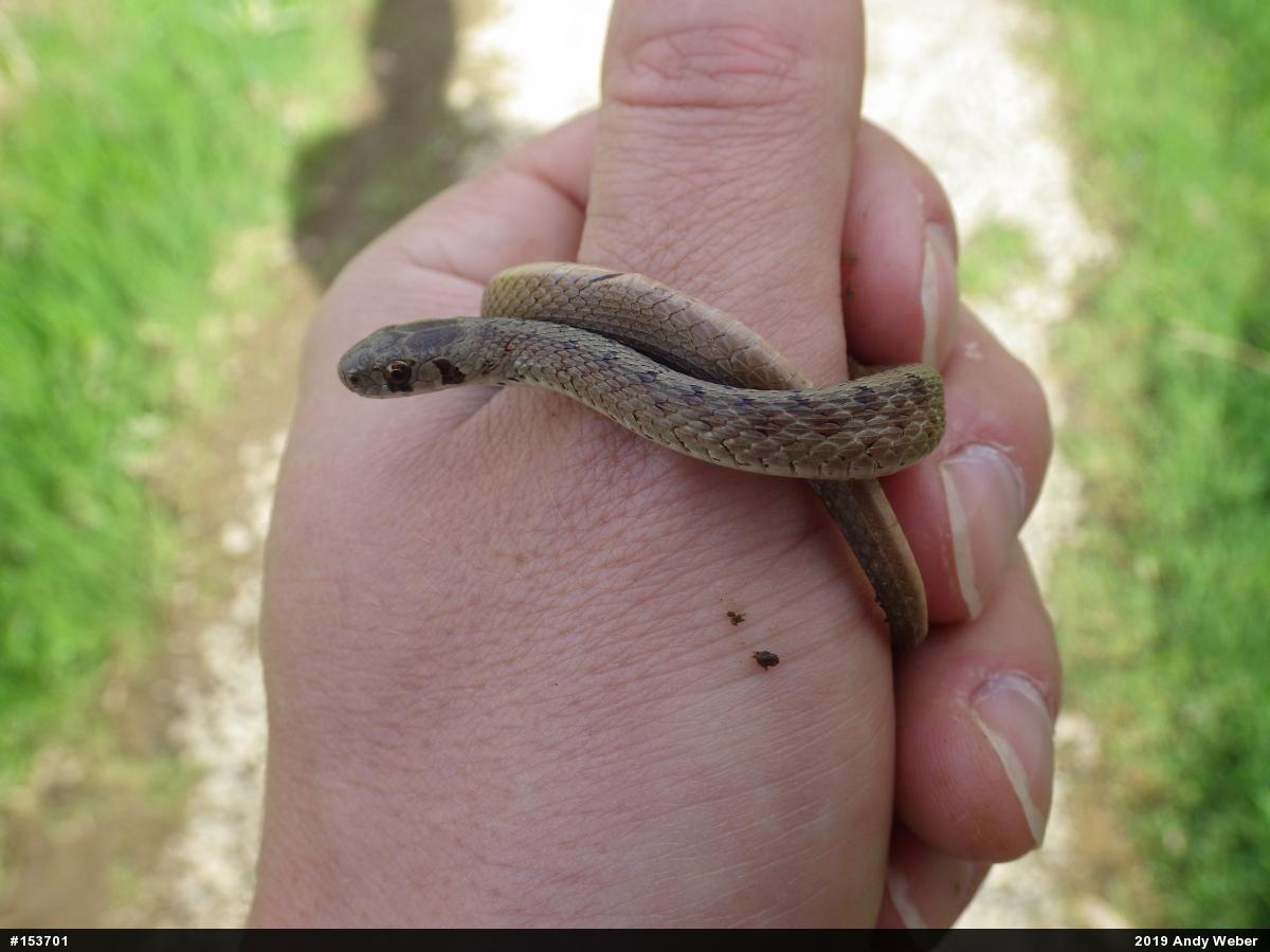 Dekay's Brownsnake