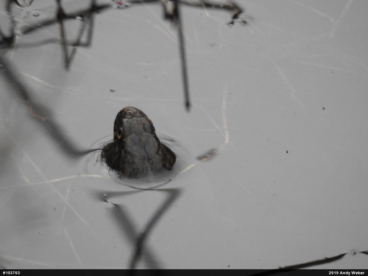 Northern Watersnake