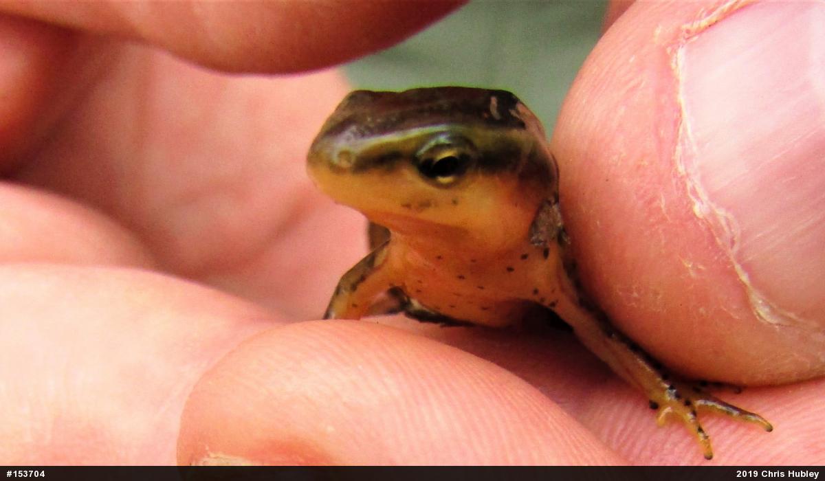 Red-spotted Newt