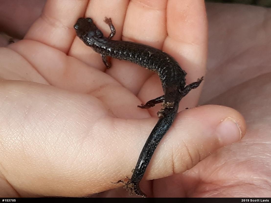 Eastern Red-backed  Salamander