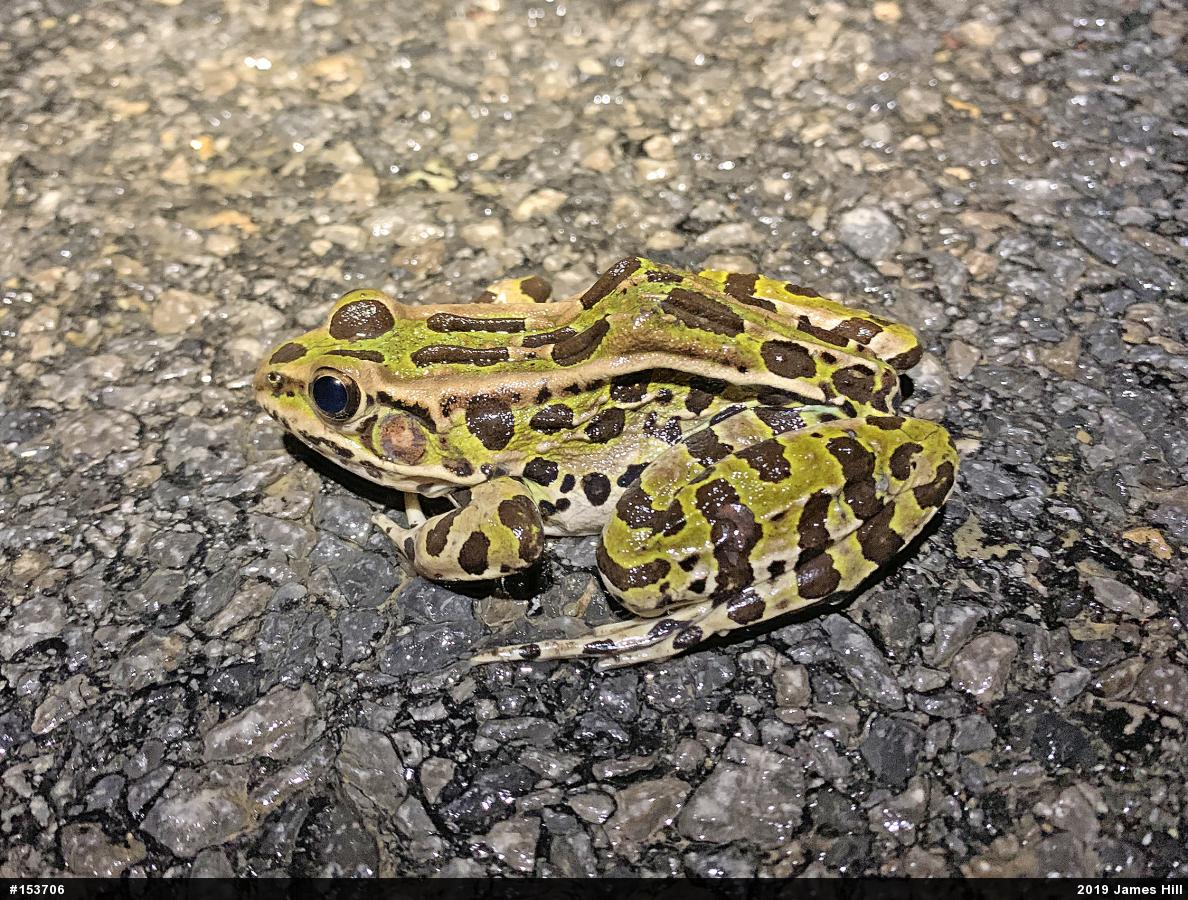 Northern Leopard Frog