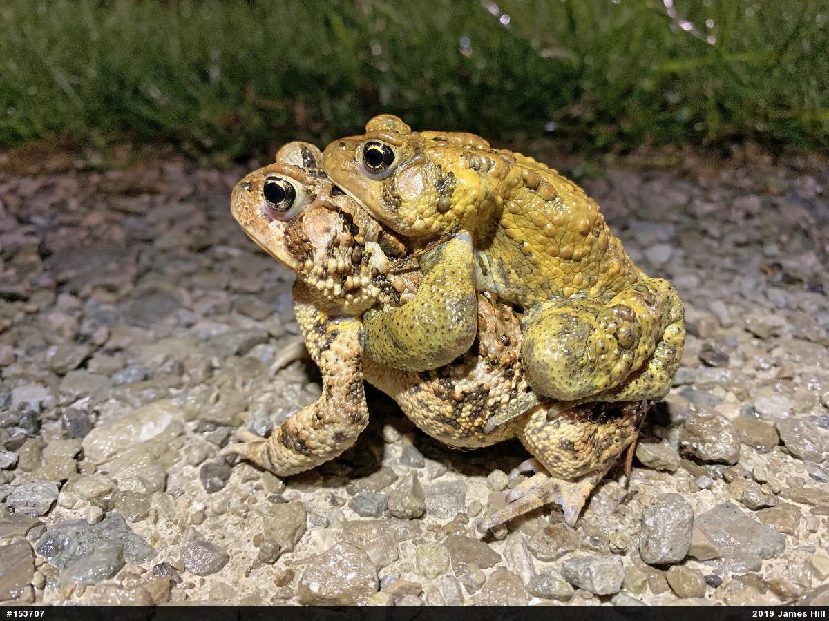Eastern American Toad