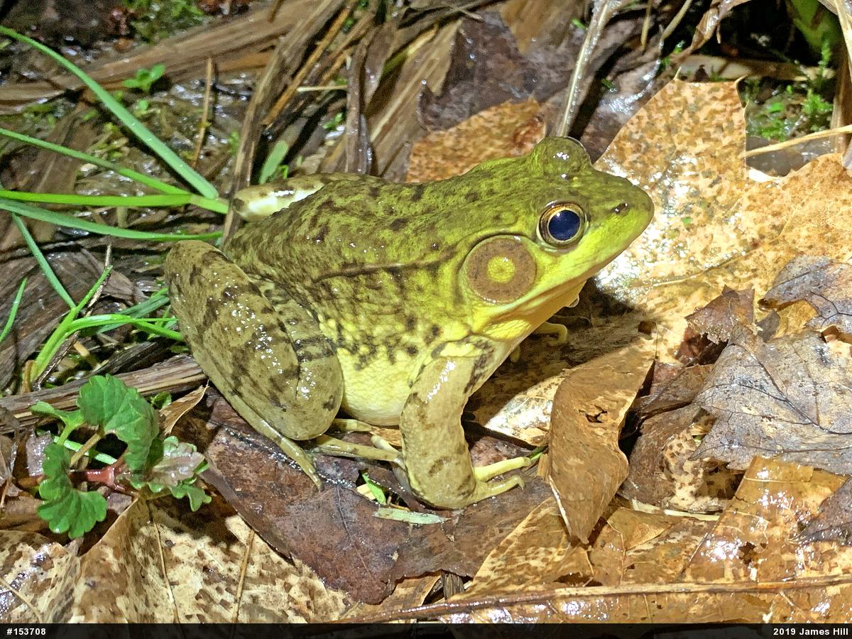 Green Frog