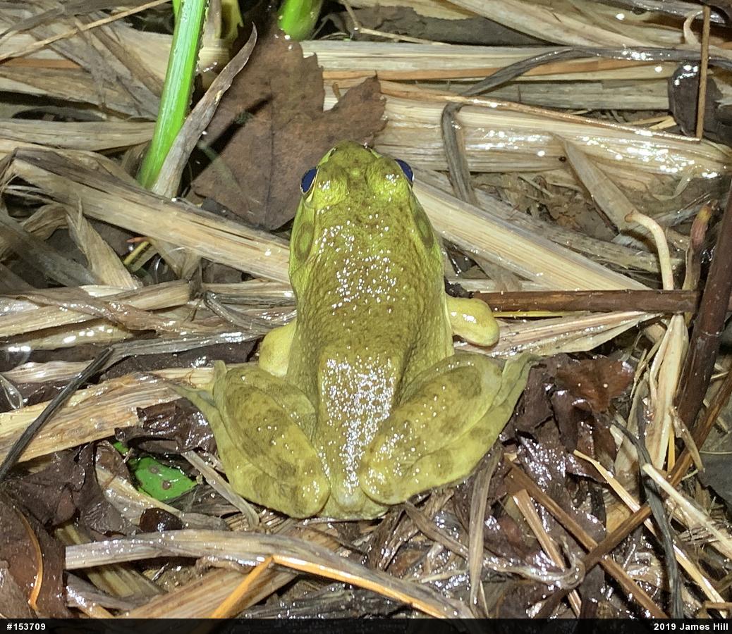 American Bullfrog