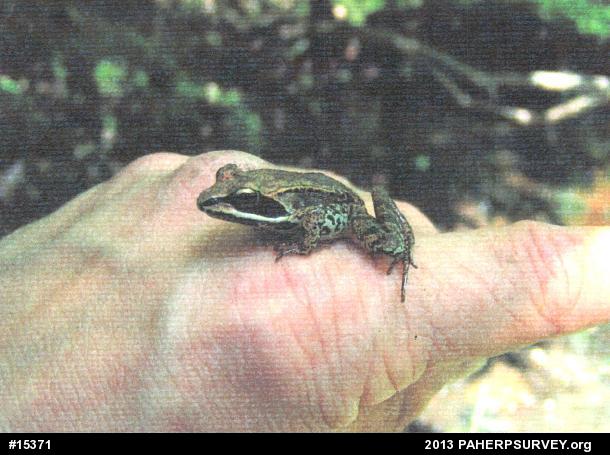 Wood Frog