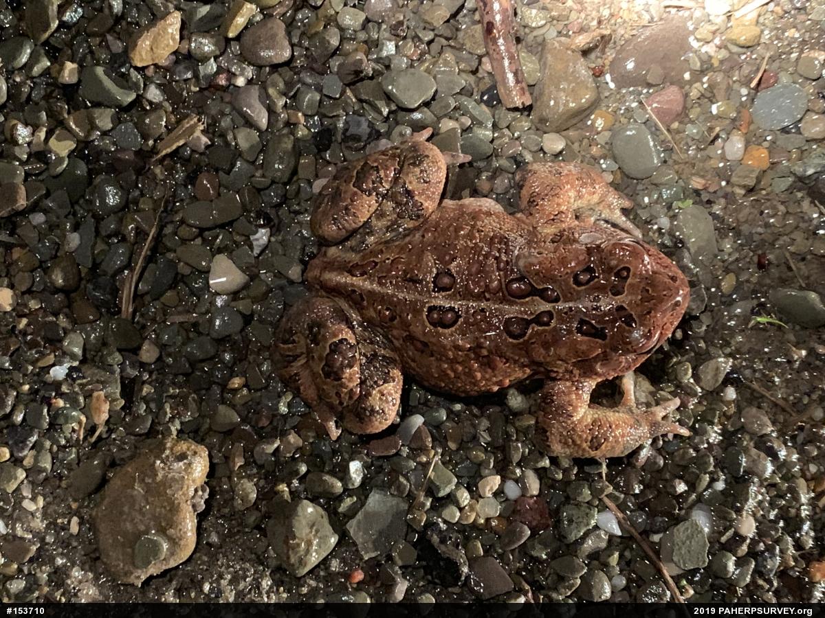 Eastern American Toad