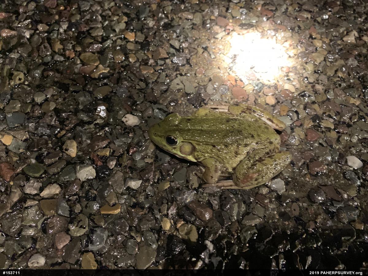 Green Frog