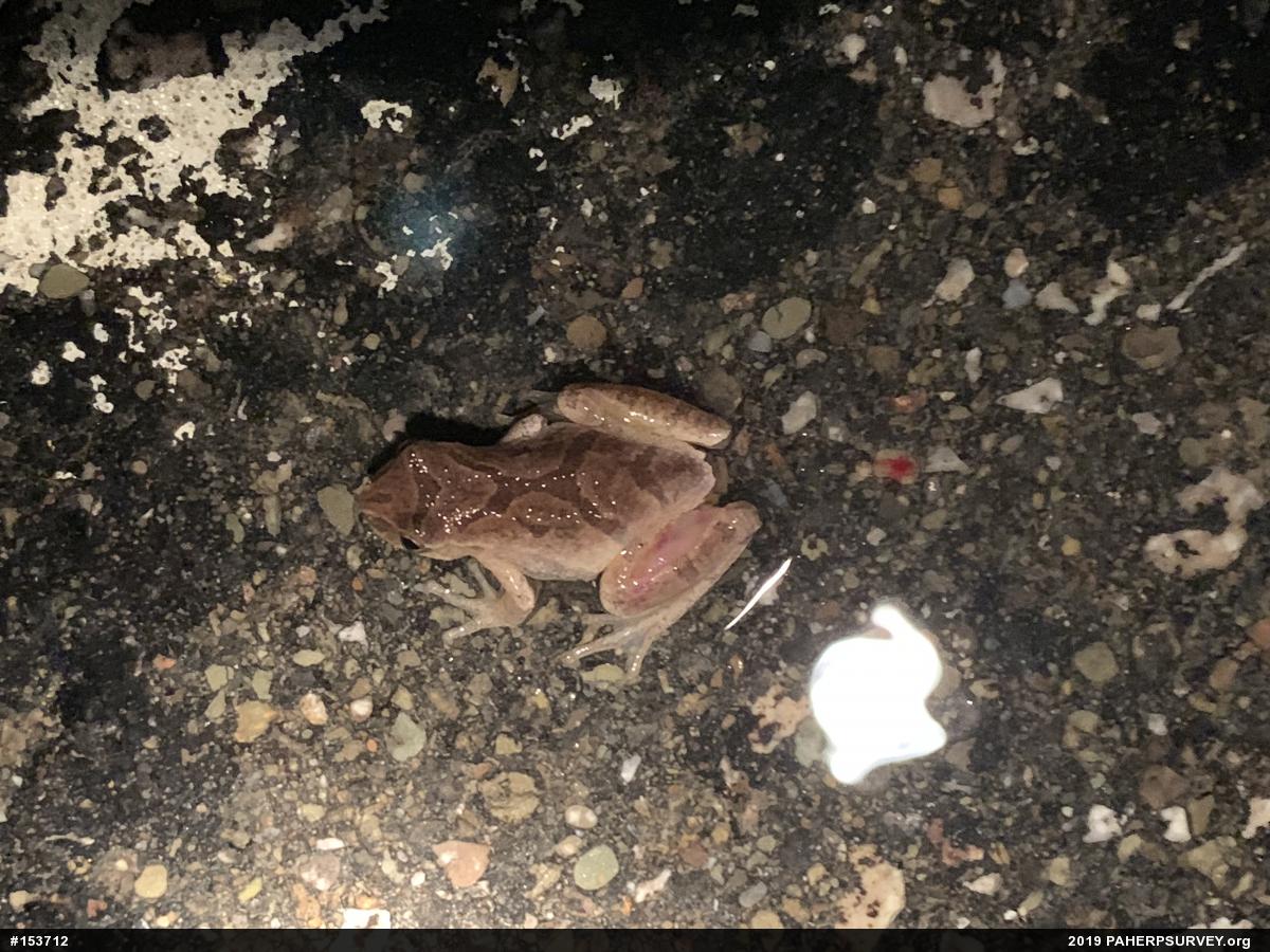 Spring Peeper