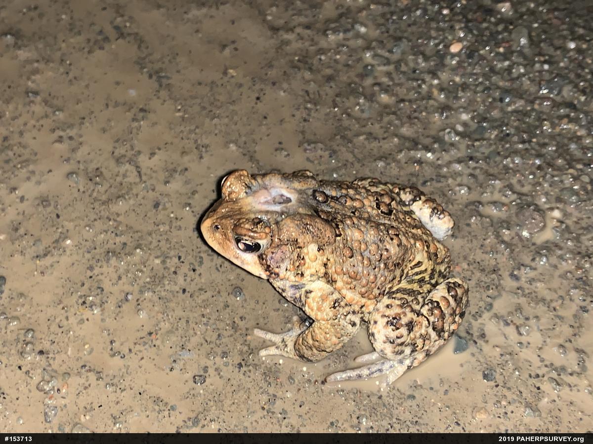 Eastern American Toad