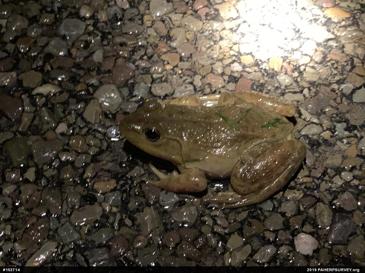 American Bullfrog