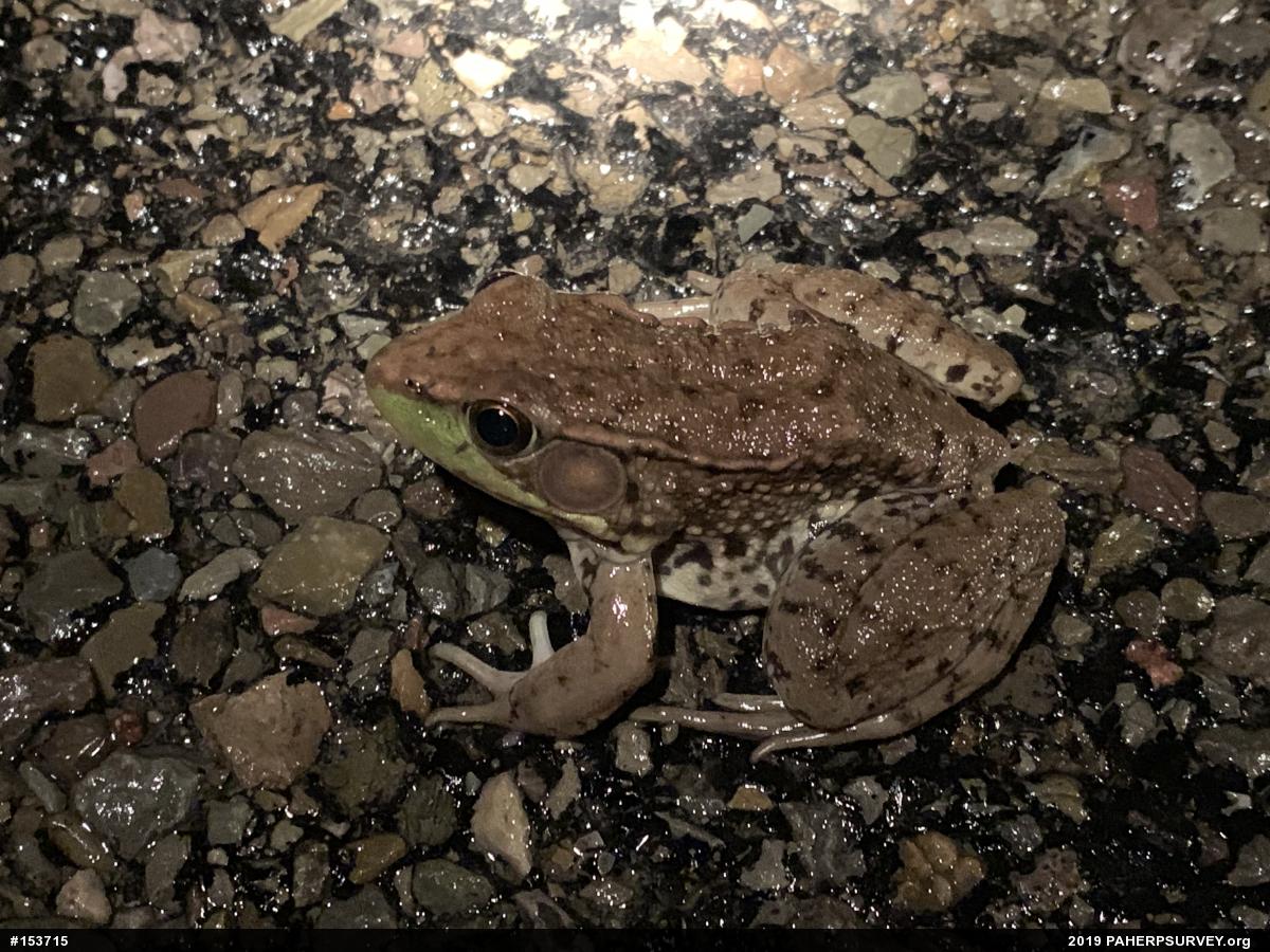 Green Frog