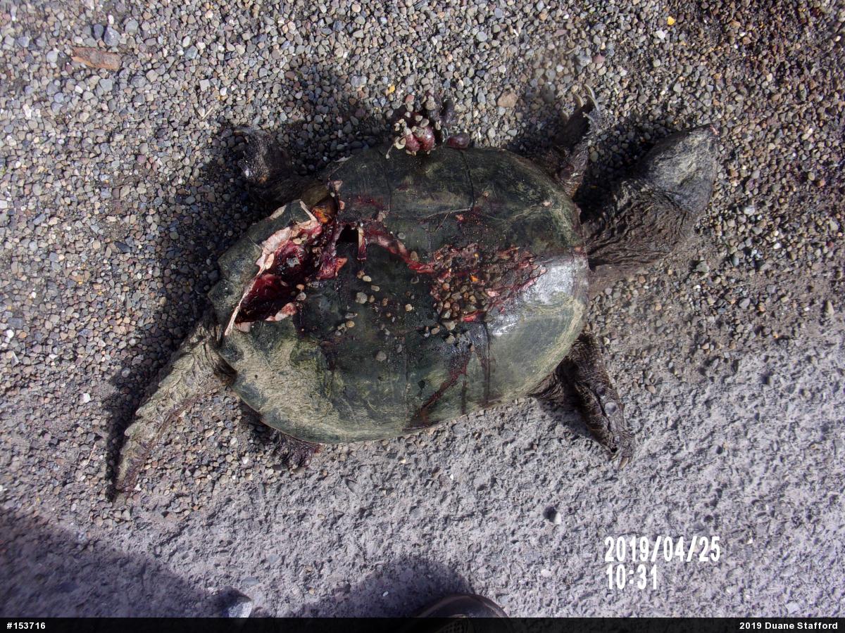 Snapping Turtle