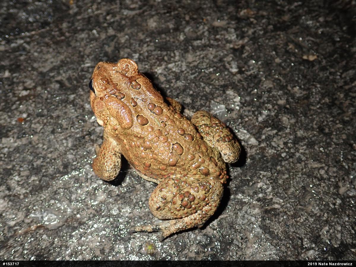 Eastern American Toad