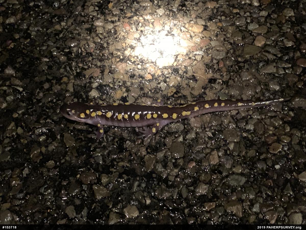 Spotted Salamander