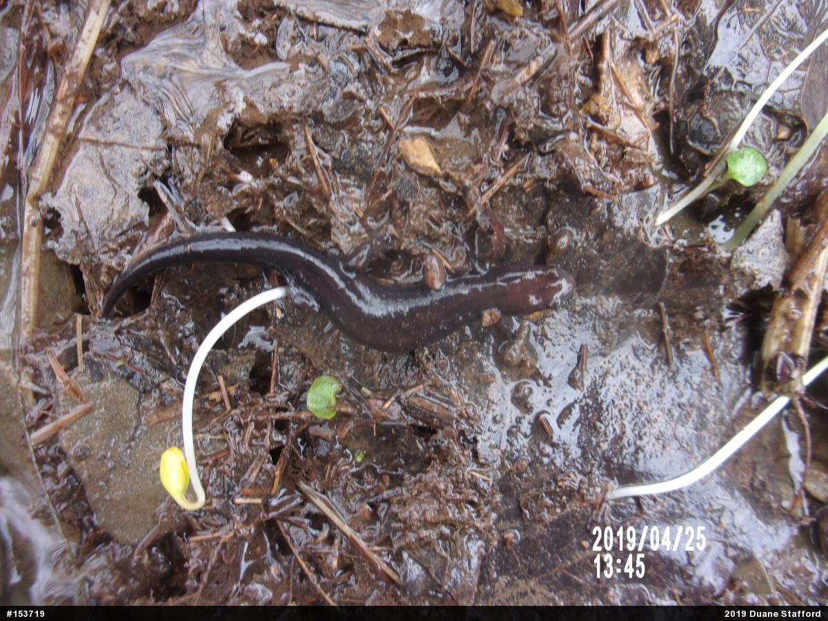 Allegheny Mountain Dusky Salamander