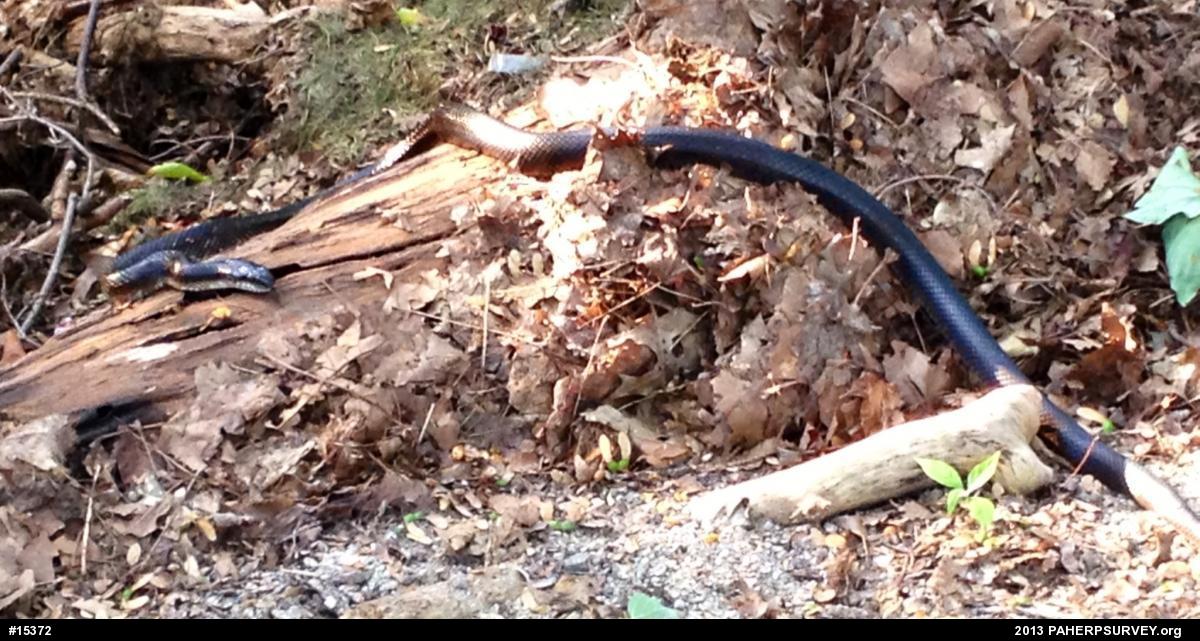 Eastern Ratsnake
