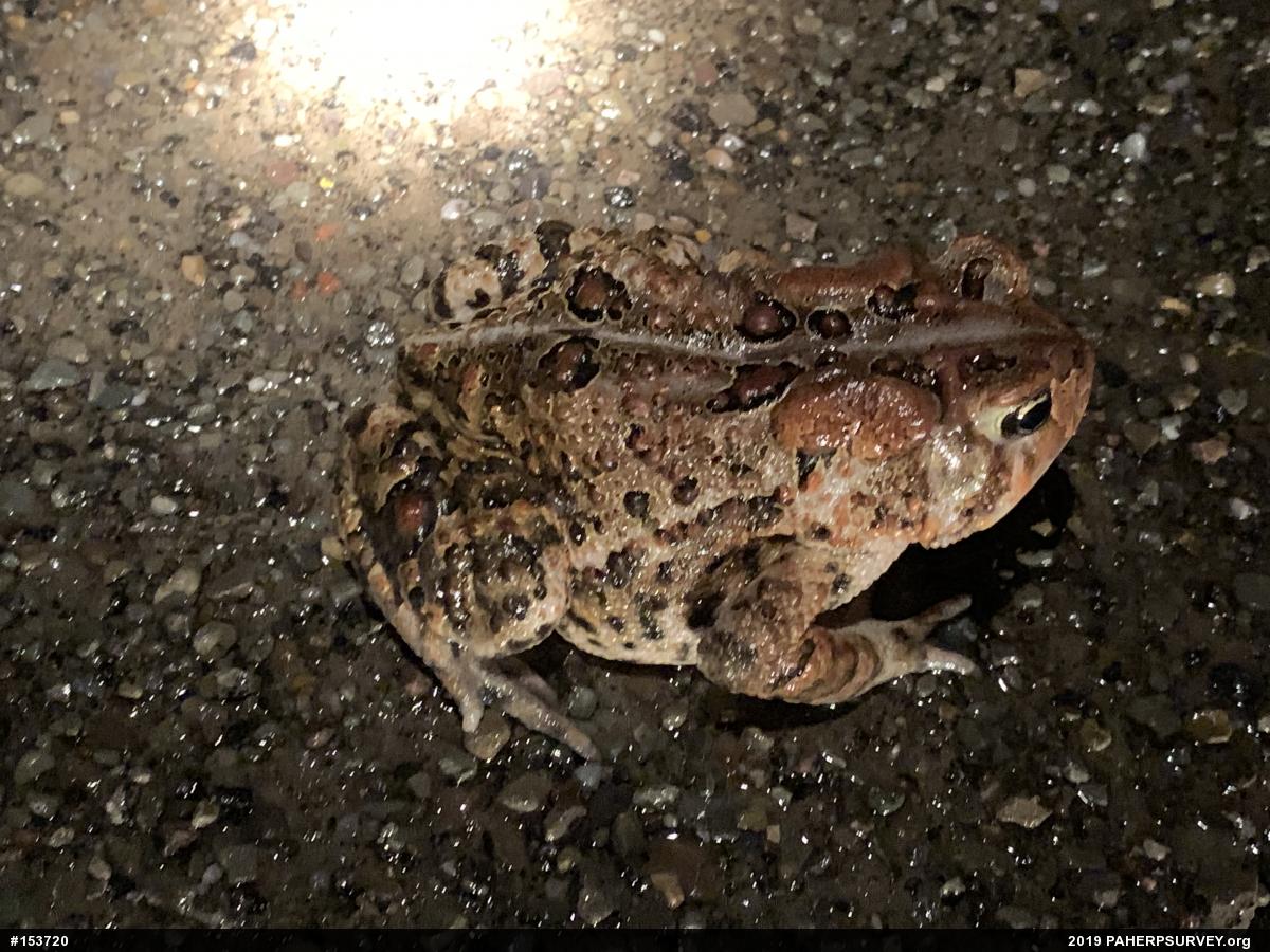 Eastern American Toad