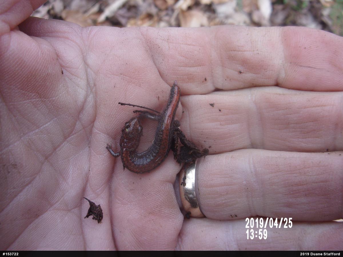 Eastern Red-backed  Salamander