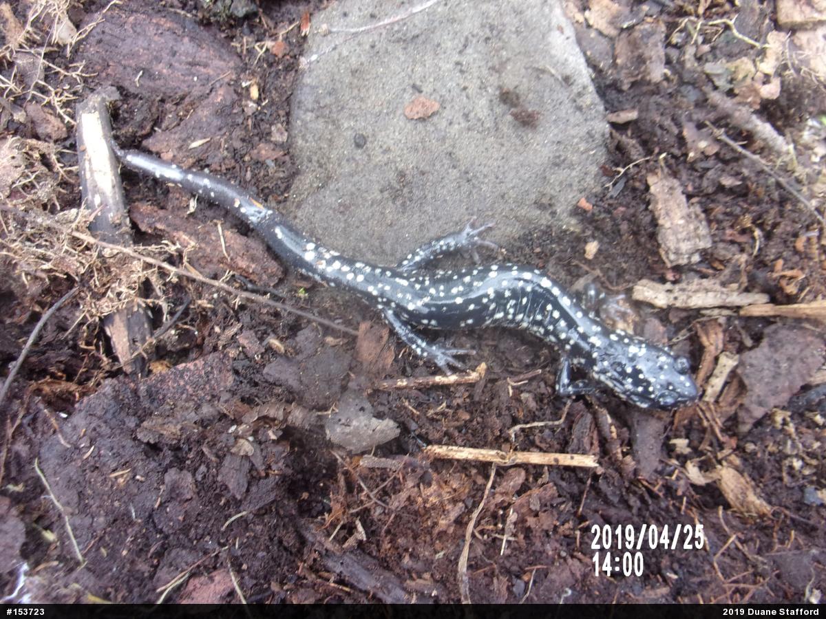 Northern Slimy Salamander