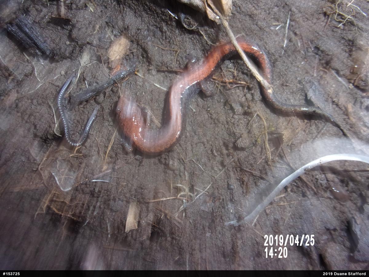 Eastern Red-backed  Salamander