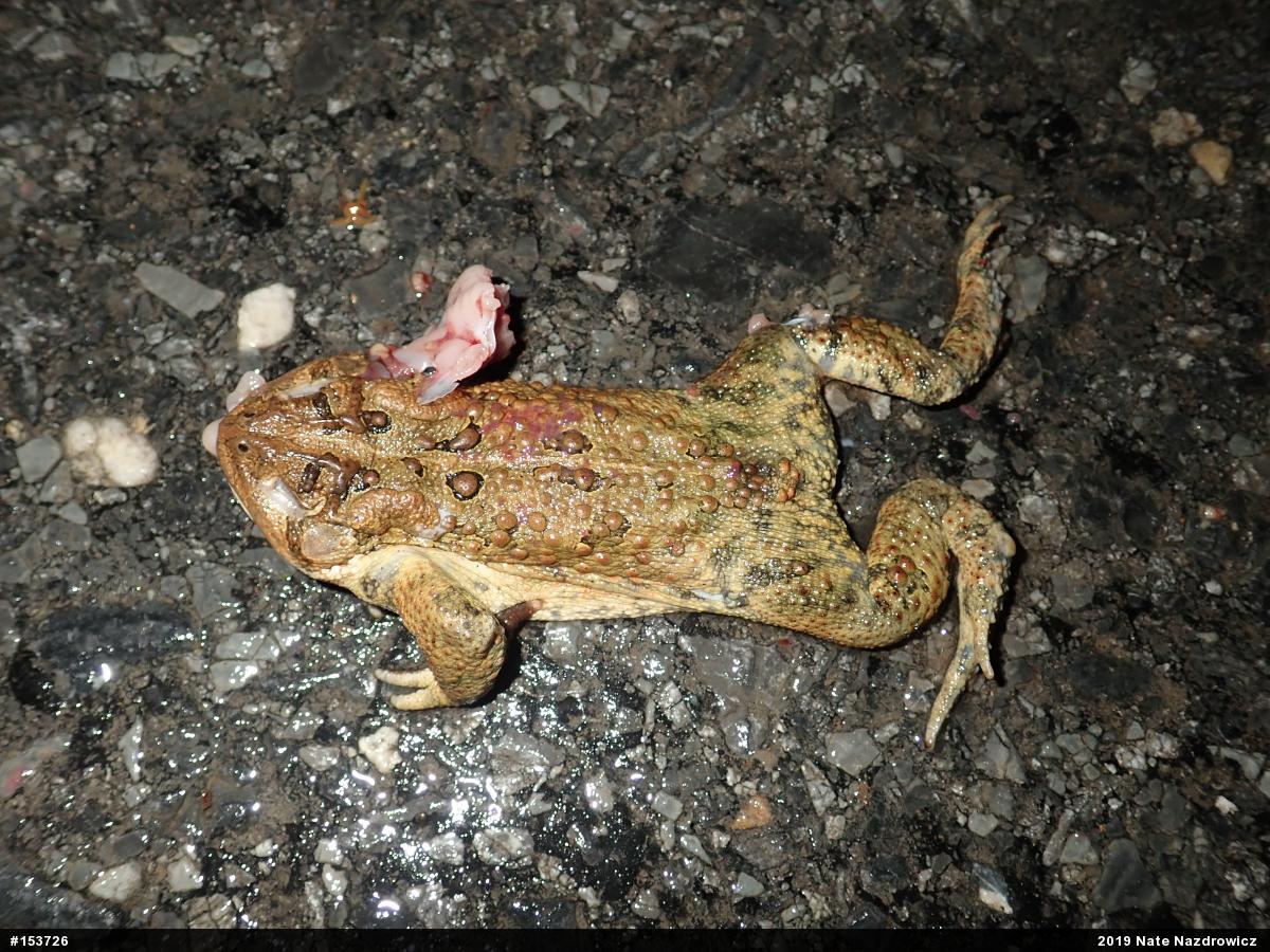 Eastern American Toad