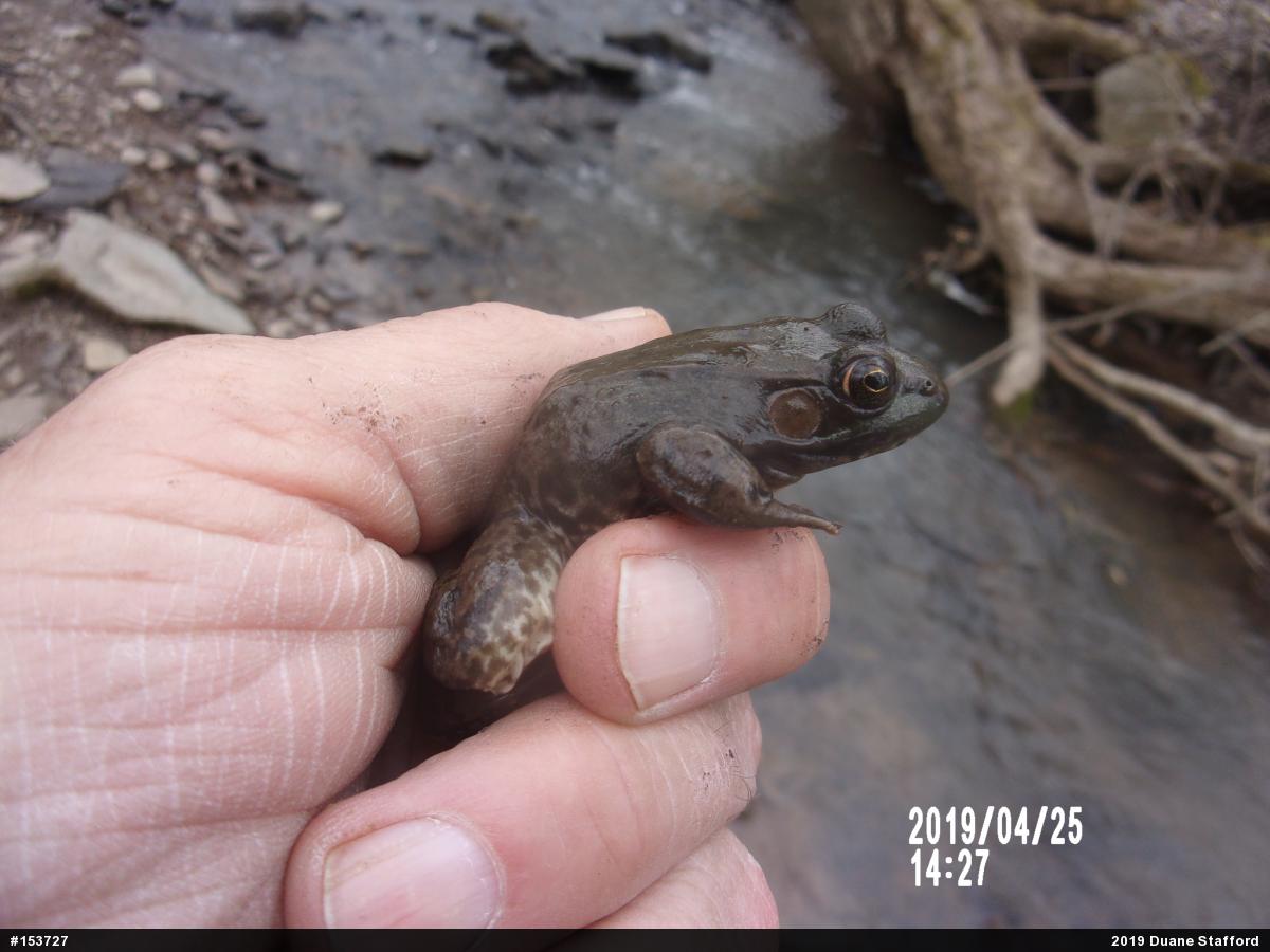 Green Frog