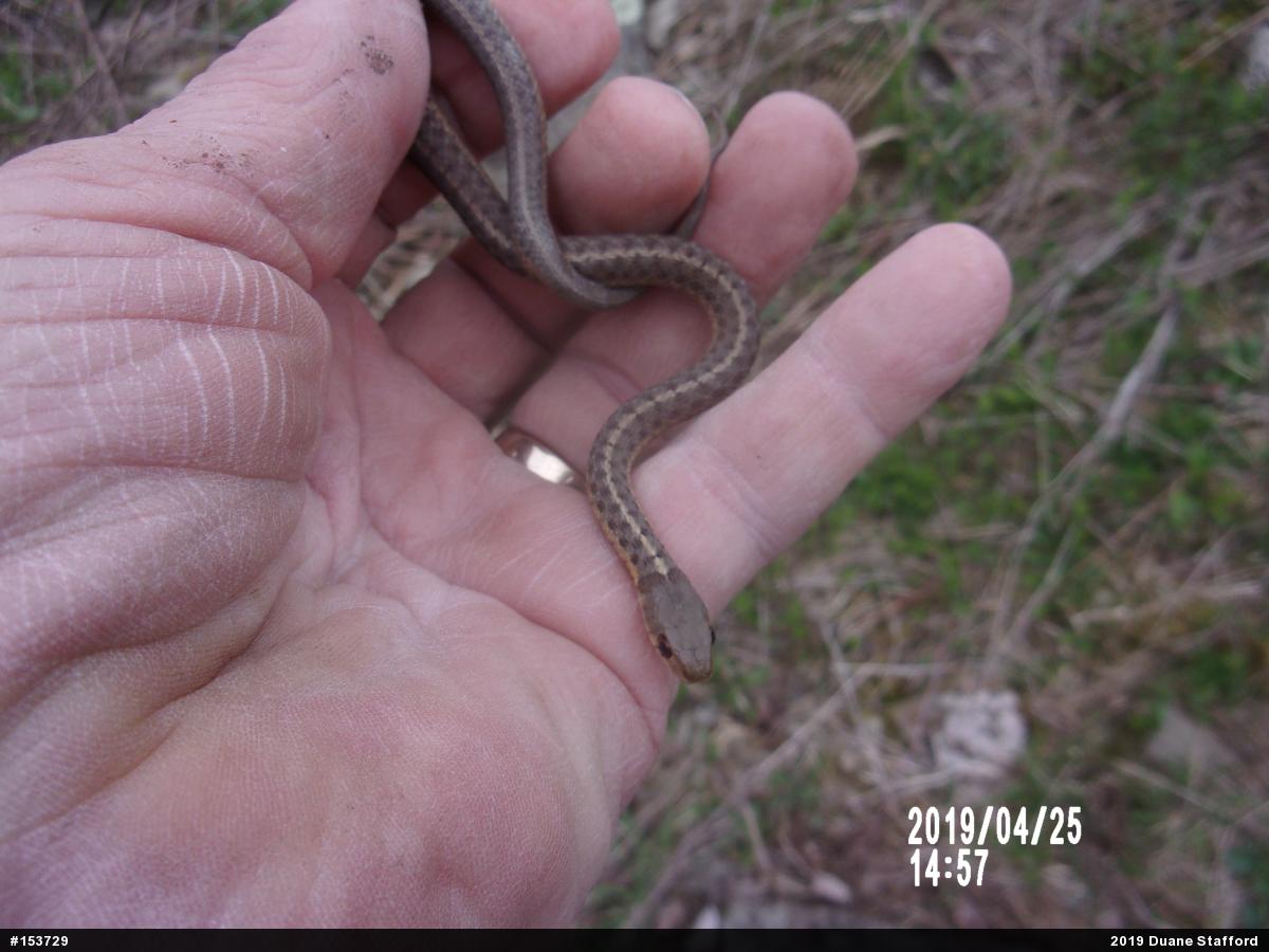 Eastern Gartersnake