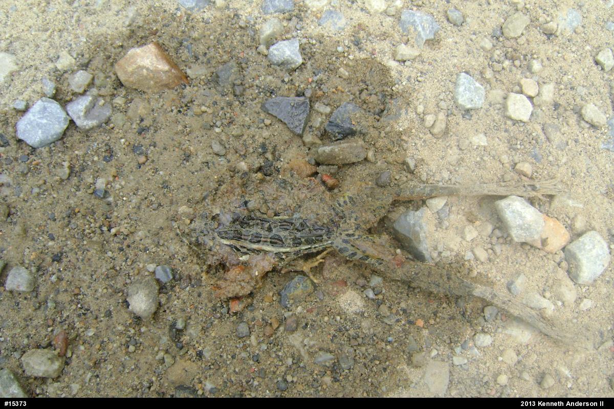 Pickerel Frog
