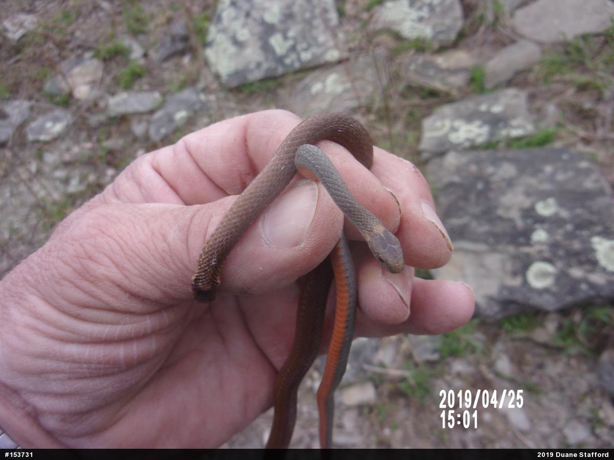 Red-bellied Snake