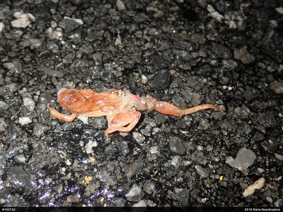 Spring Peeper