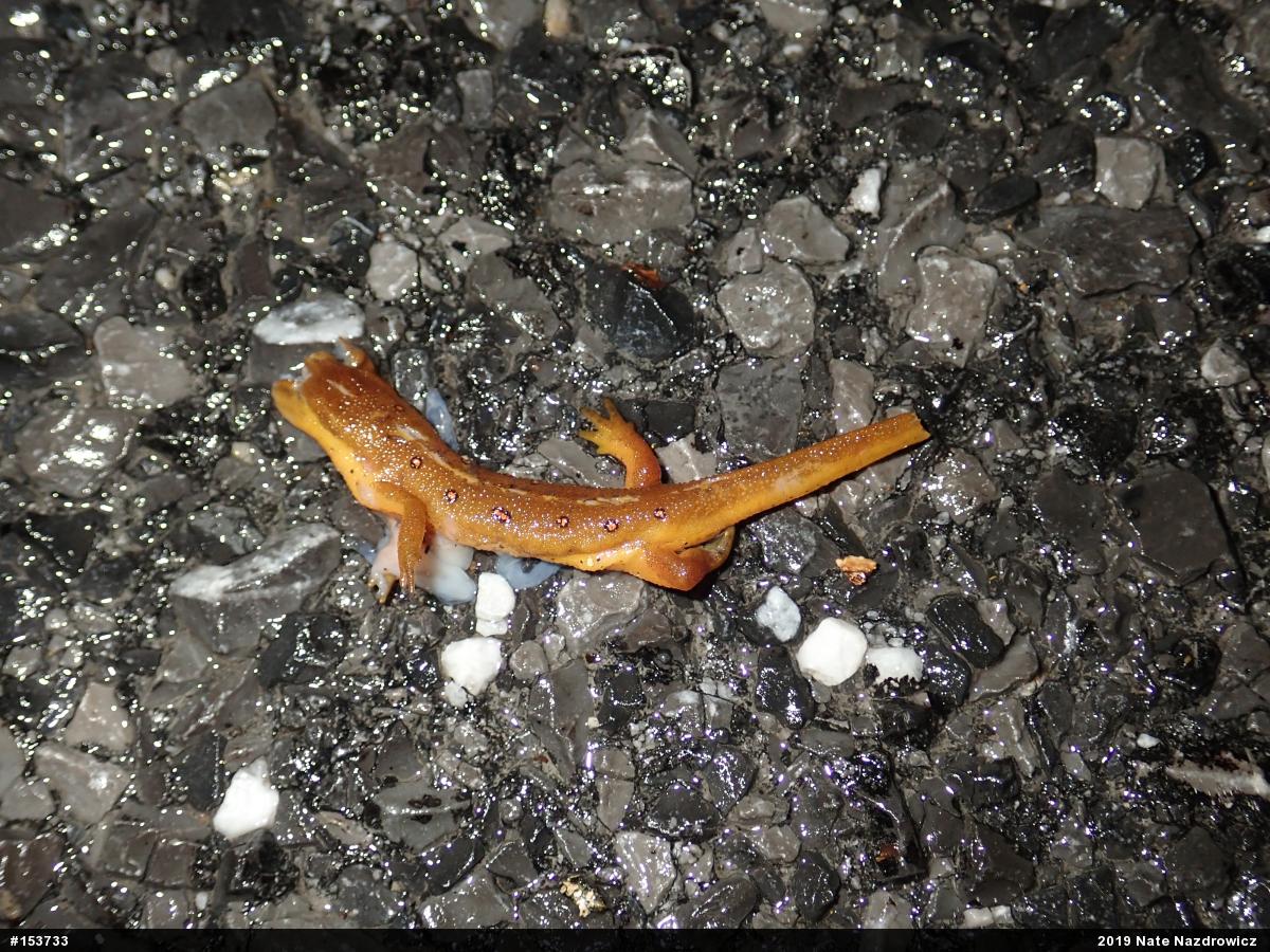Red-spotted Newt